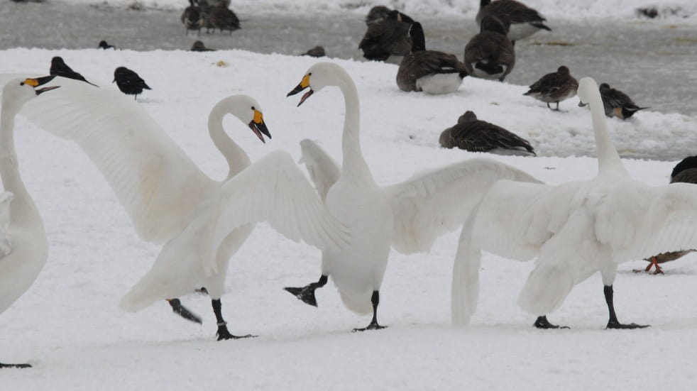 Bewick's Swans fighting in the snow at Slimbridge 